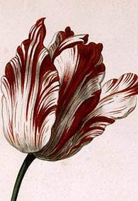 Tulip ‘Semper Augustus’ does it still exist?