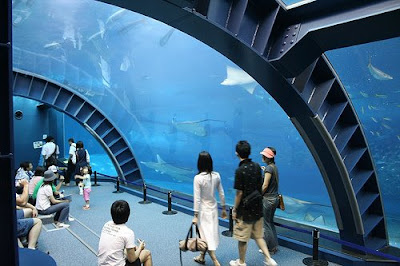 Okinawa Churaumi Aquarium (2) 1