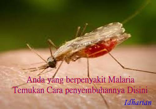 Resep 5 Ramuan Obat Teradisional Atasi Penyakit Malaria