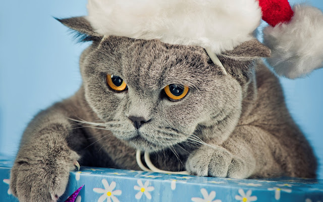 Grey Cat with Christmas Hat HD Wallpaper