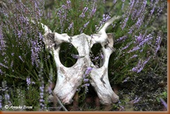 bloeiende heide met skelet