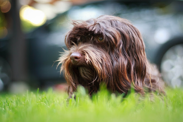 hypoallergenic-dog-breeds