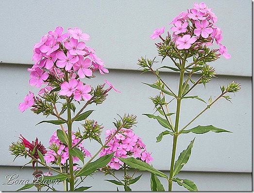Phlox_Blueboy