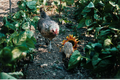 Organically raised free-range quail chicks