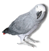 Gifs-animados-de-aves-pajaros-variados (55)