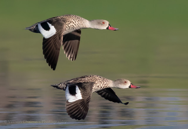 Cape Teal Ducks in Flight Woodbridge Island Bird Species Index Copyright Vernon Chalmers