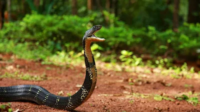 Ular king kobra di atas tanah