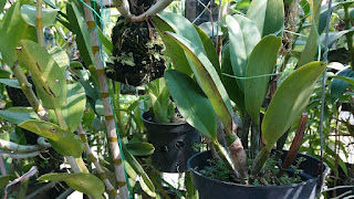 anggrek cattleya