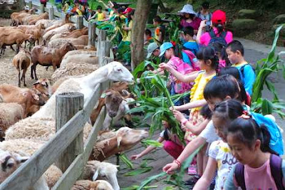 Feeding The Goats Became Tourist Attractions in Taiwan : travelling