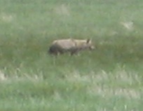 CoyotePC1