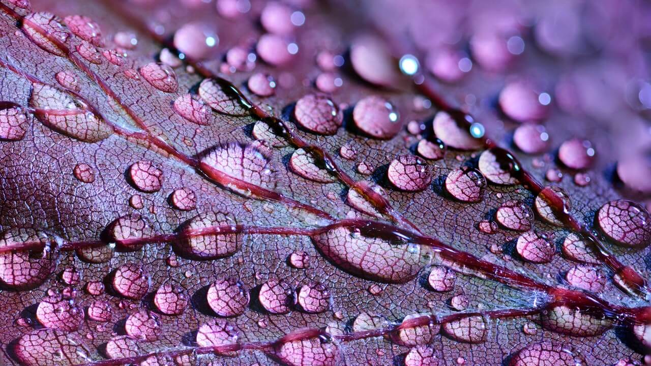 raindrops on purple leaf closeup | How To Take Artistic Photos