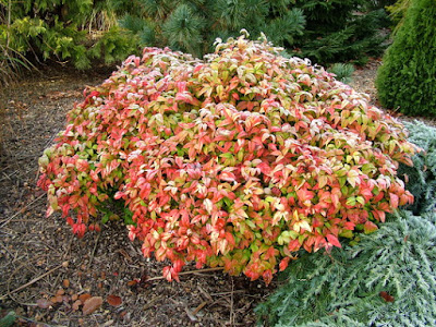 Nandina ‘Firepower’ care and culture