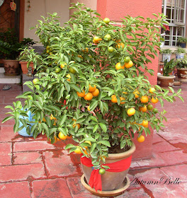 My Nice Garden Calamansi The Multi Purpose Plant