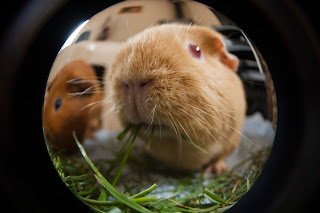 Guinea pig photography