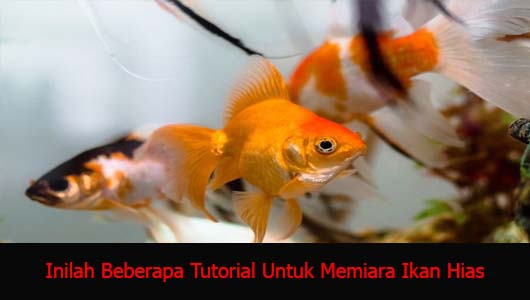 Inilah Beberapa Tutorial Untuk Memiara Ikan Hias