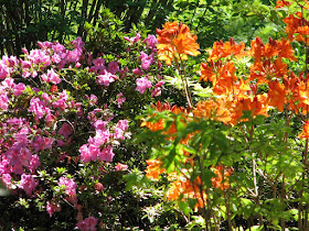 jardin con flores