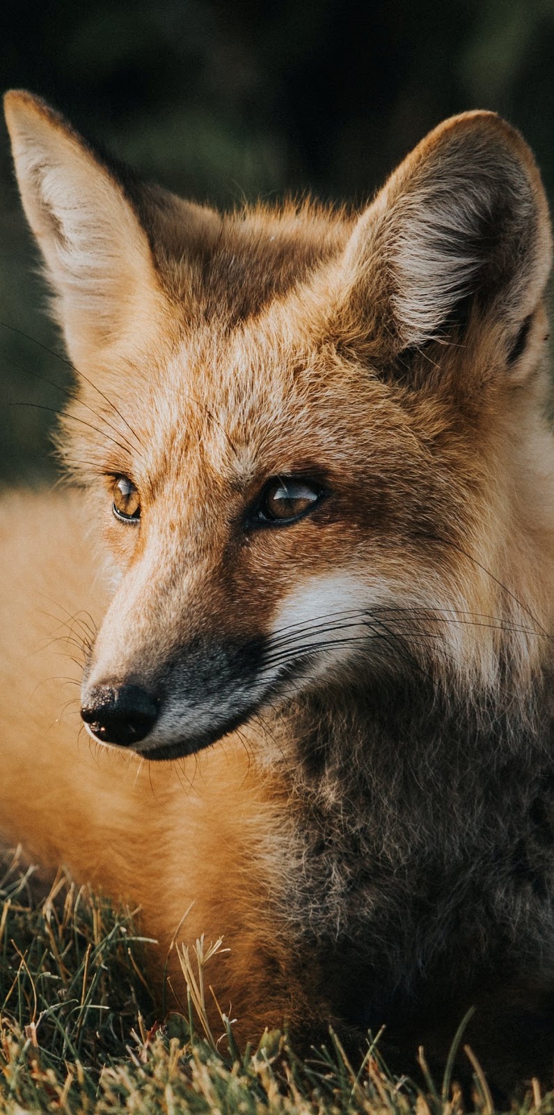 Red fox face photo.