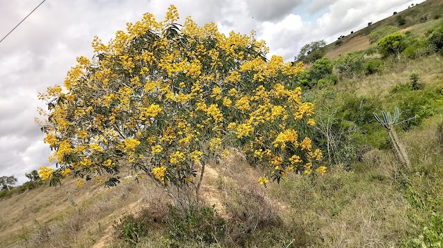 AS CARAIBEIRAS QUE EMBELEZAM NA ZONA RURAL DE BOM CONSELHO