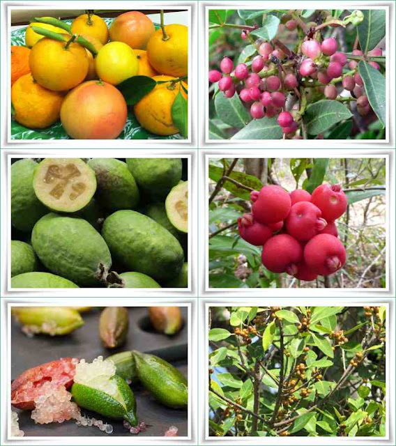 Fruit Names That Start With F