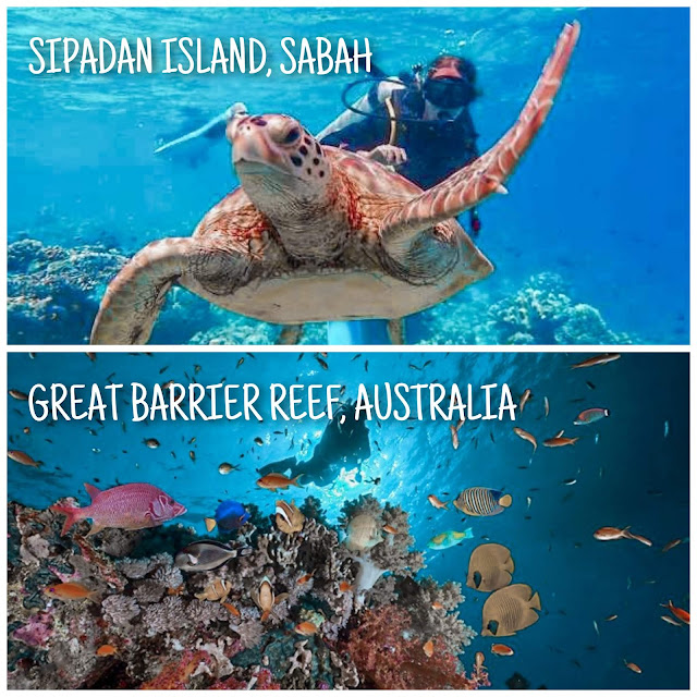 a diver swimming with a turtle at sipadan island sabah