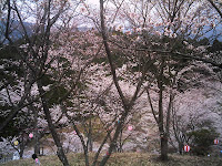 桜の山