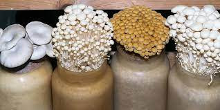 Mushroom Spawn Supplier In Sambalpur