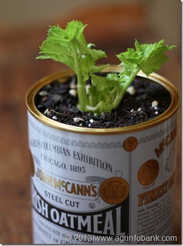 17apart_grow_celery_indoors 17apart_grow_celery_indoors