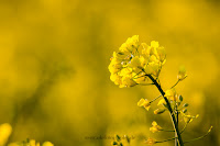 Naturfotografie Makrofotografie Raps Olaf Kerber