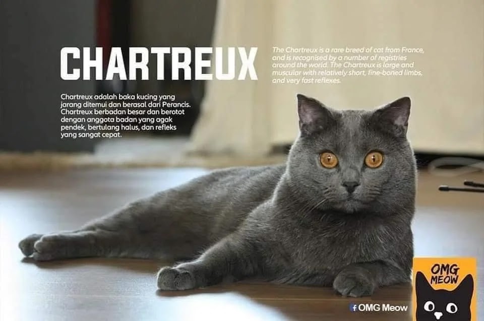 jenis kucing chartreux jenis jenis kucing