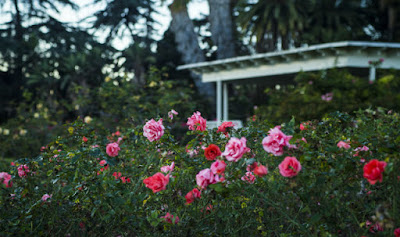 Taman Mungil Depan Rumah yang Dipenuhi Bunga Mawar
