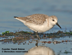 chorlito blanco Calidris alba