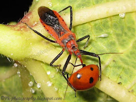 Assassin Bug Picture