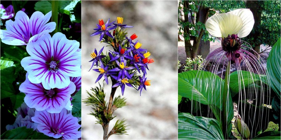 Keindahan Bunga Yang Cantik Mempersonakan AlamBlogr