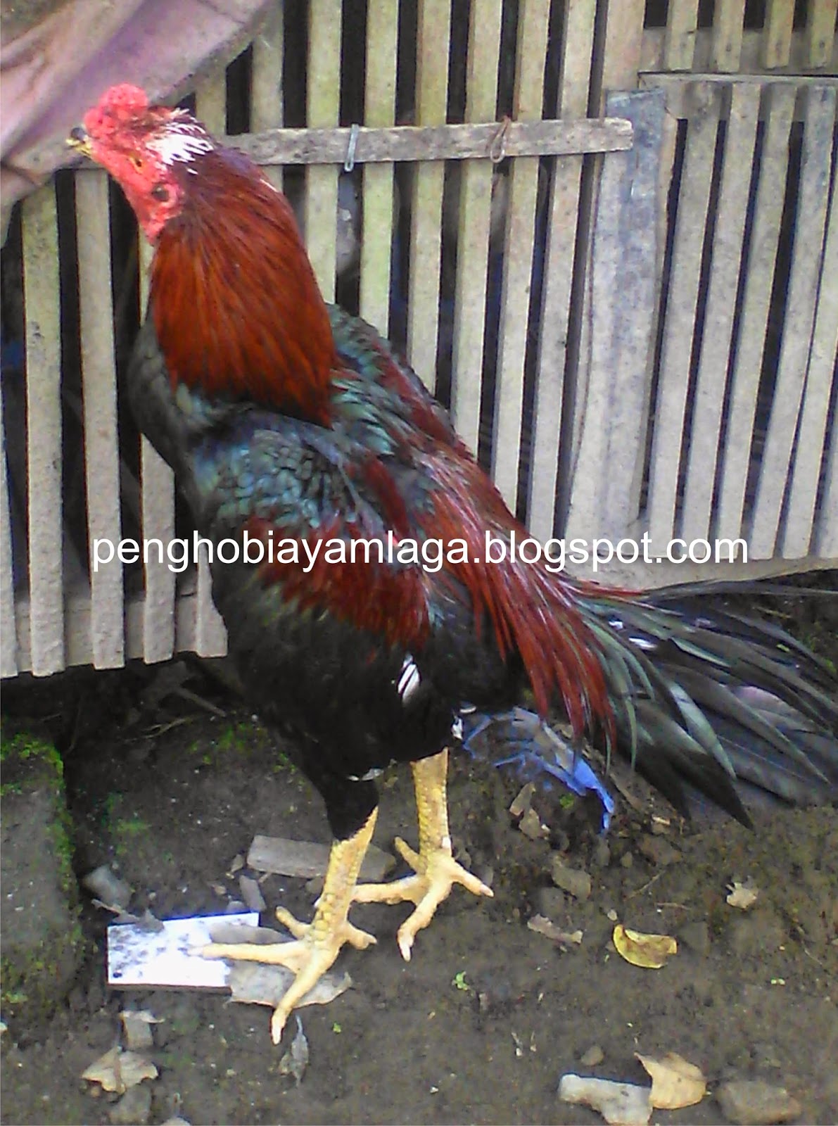 Cara Perawatan Ayam Aduan Agar  Tumbuh  Besar Hobi Ayam