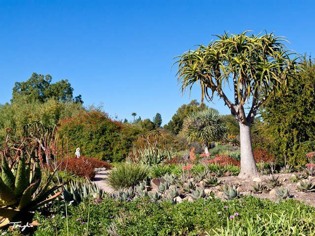 Foresta Spinosa