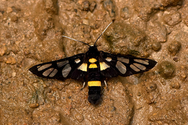 Amata sperbius a clearwing moth