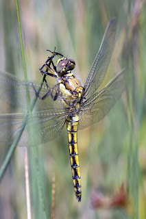 Para ampliar Orthetrum cancellatum (Linnaeus, 1758) Libélula azul, de cola negra hacer clic