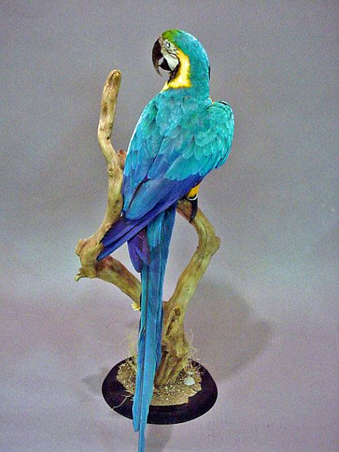 Taxidermy Bird