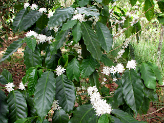 Coffee Flowers