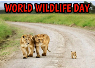Tigers And Baby Wildlife Day Pic.jpg