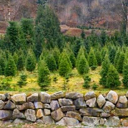 ChristmasTreeFarm