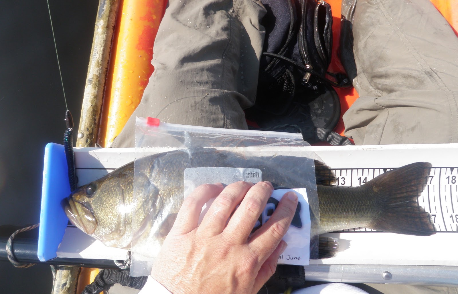 Sweet and Salty Kayak Fishing: DIY Fish Measuring Trough