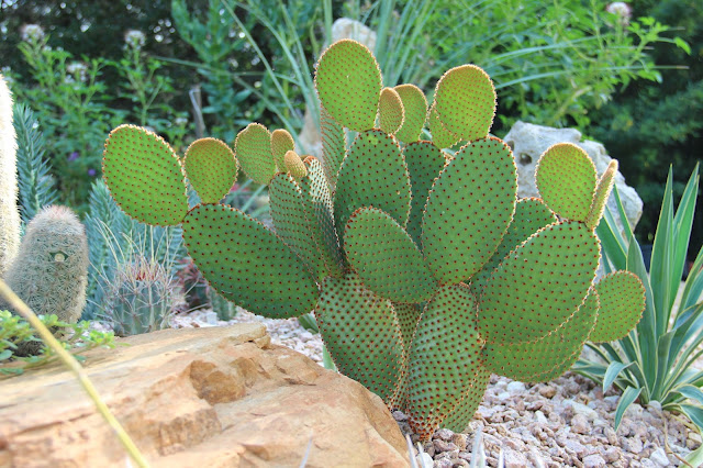 Opuntia Microdasys Rufida,