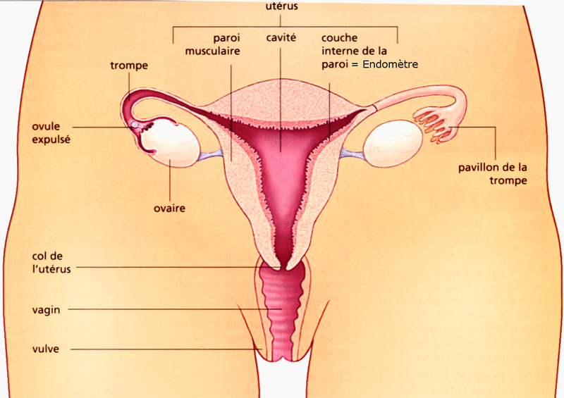 Vulve - Anatomie du sexe de la femme - Doctissimo