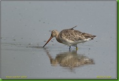 Slimbridge WWT - May