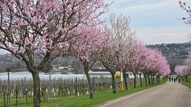 Pfälzer Mandelblütenpfad am Geilweiler Hof