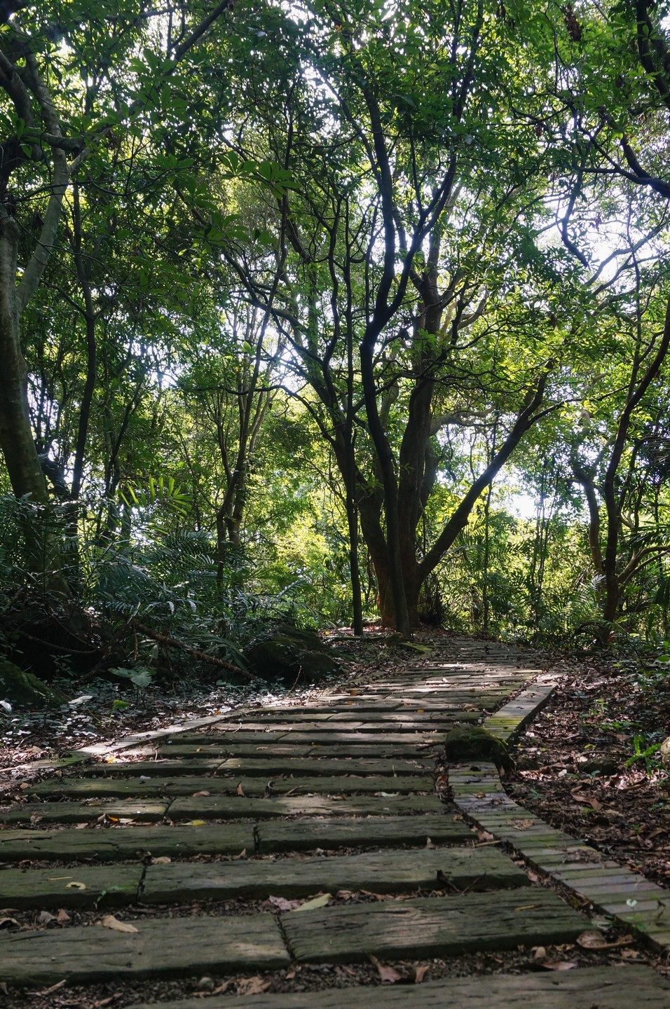 泰安登山步道