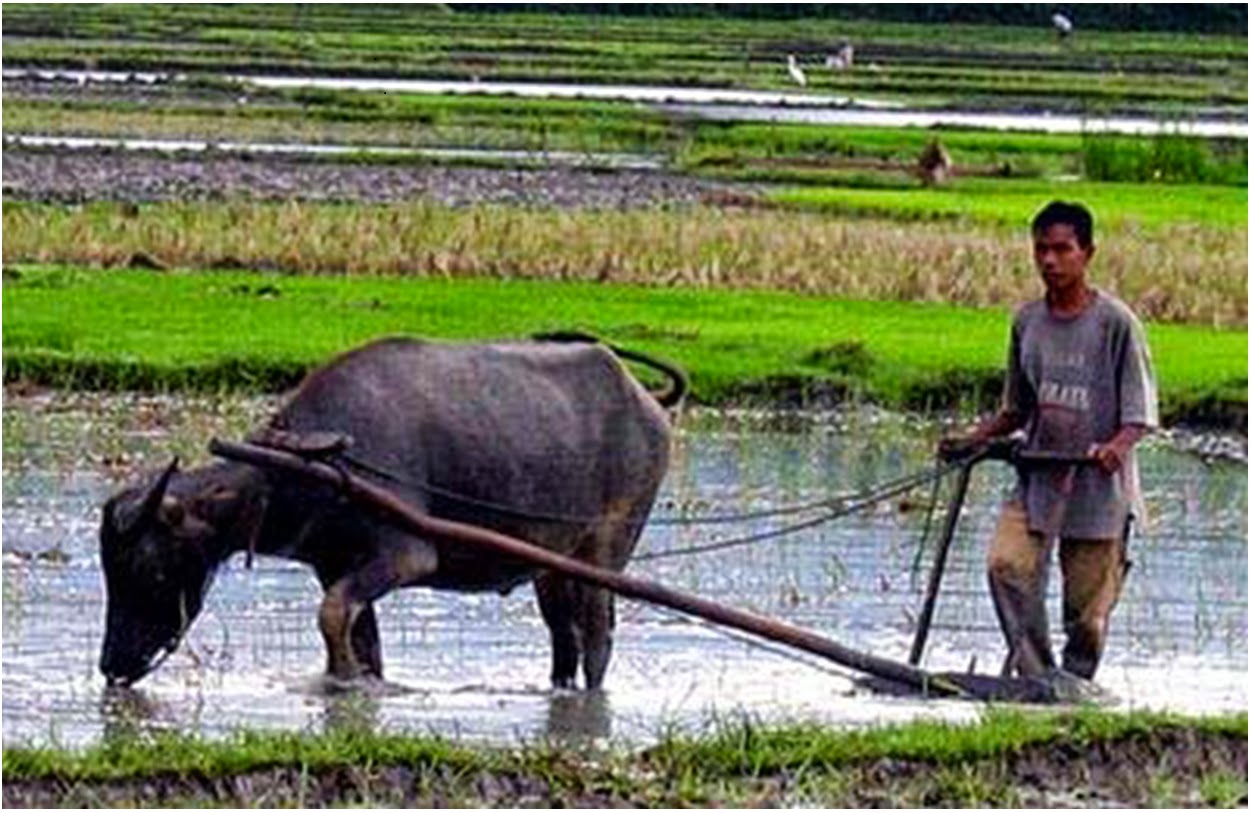 cara ternak bebek pedaging untuk pemula