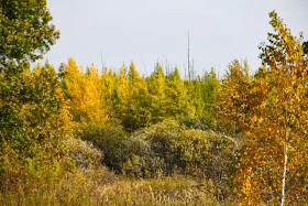 photo of peak tamarack color? 