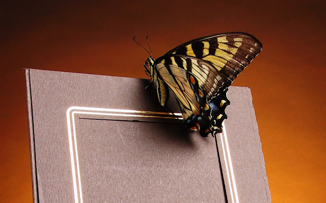 photo frame, butterfly photo